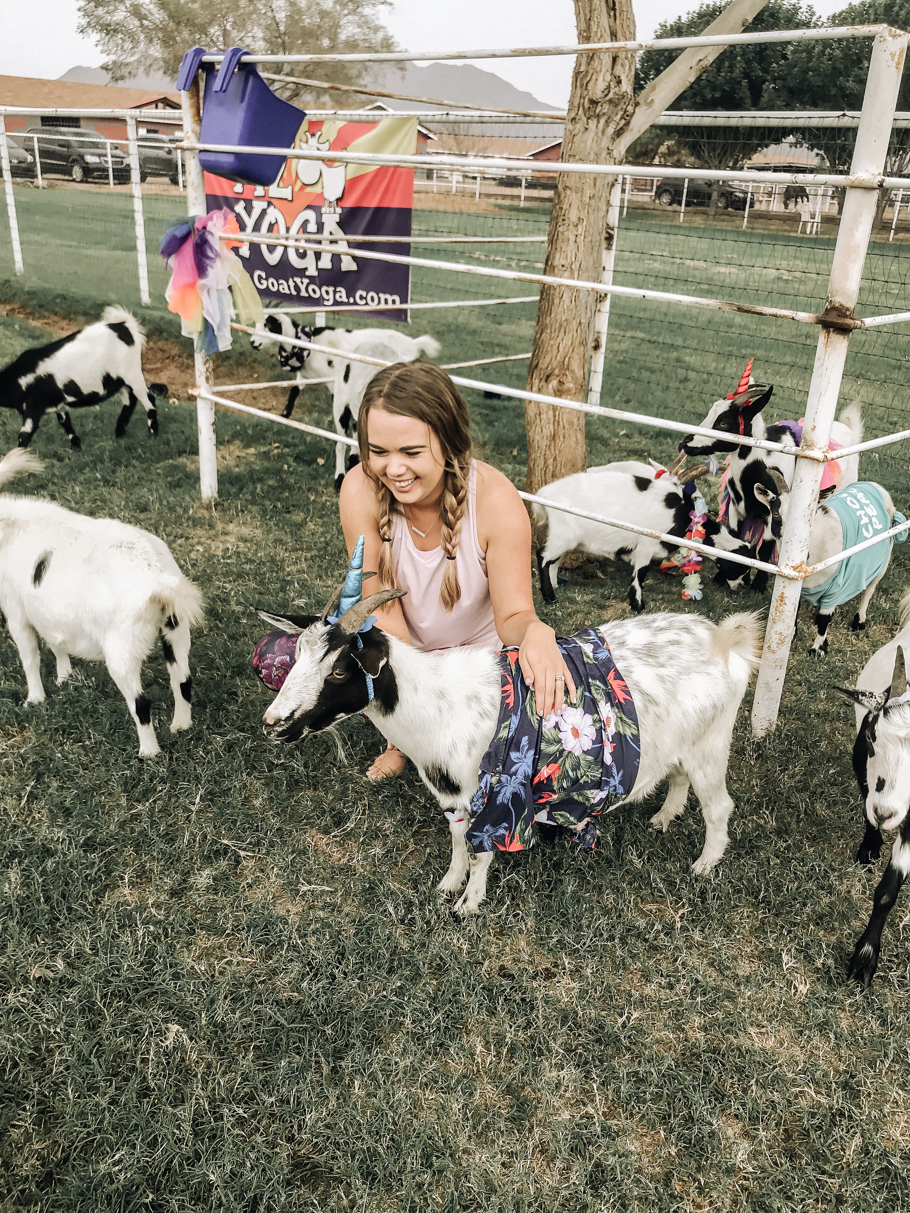 AZ goat yoga | The Best Phoenix Travel Guide featured by top Denver travel guide, All Things Lovely