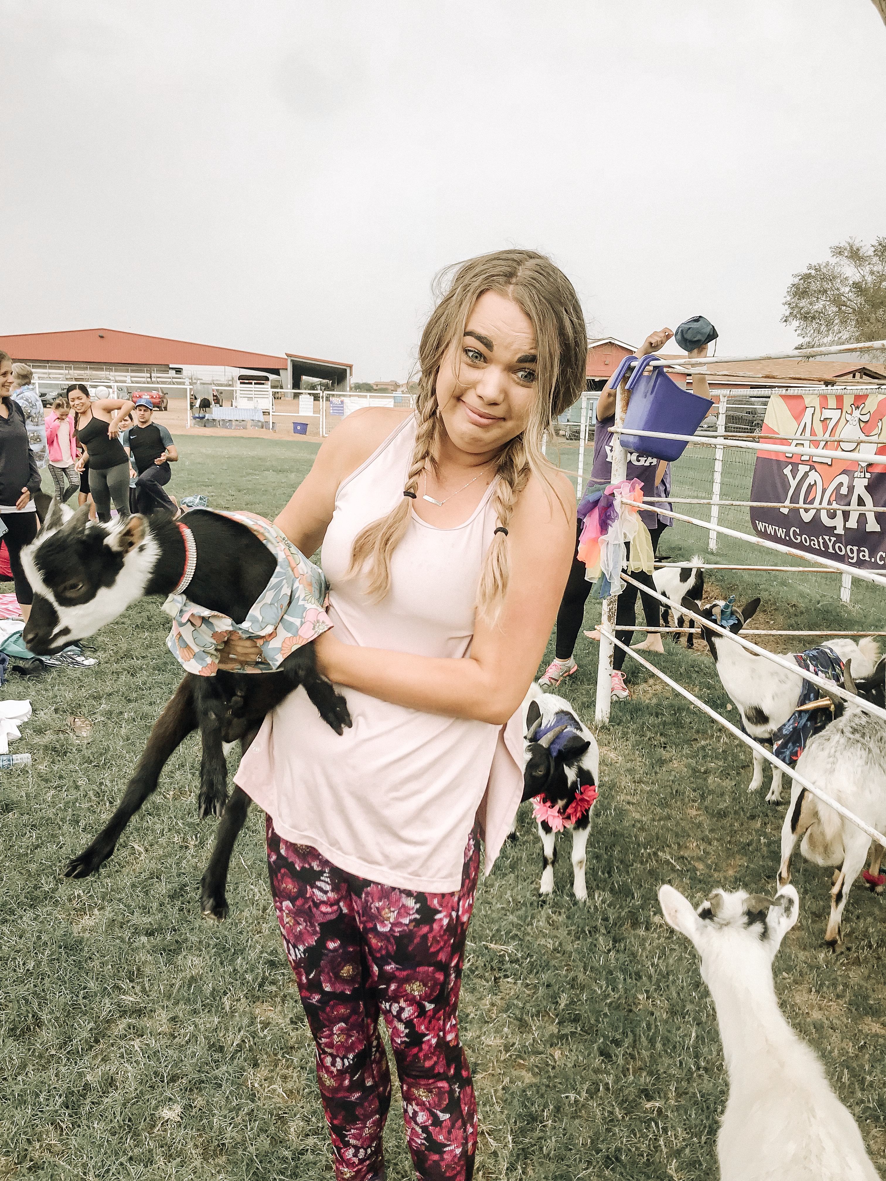 goat yoga | The Best Phoenix Travel Guide featured by top Denver travel guide, All Things Lovely