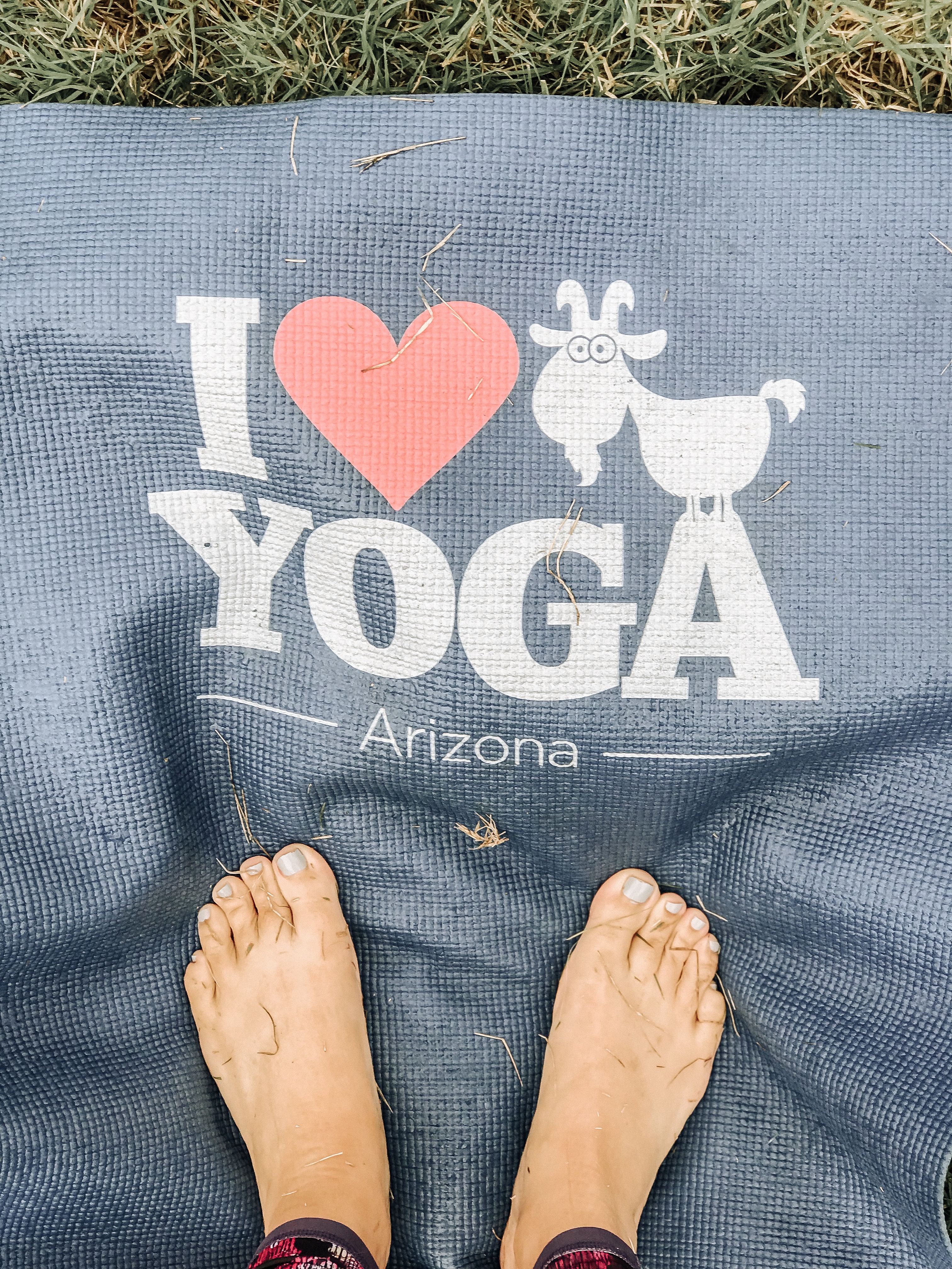 AZ goat yoga | The Best Phoenix Travel Guide featured by top Denver travel guide, All Things Lovely