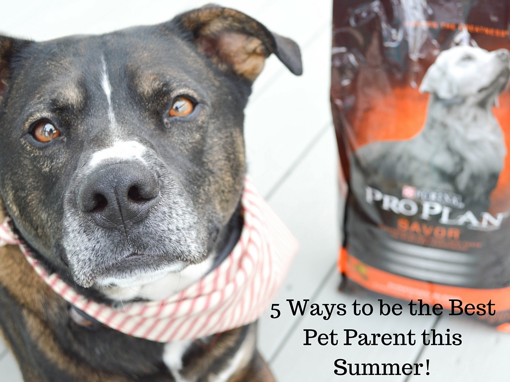 5 Ways to be the Best Pet Parent this Summer featured by popular lifestyle blogger, All Things Lovely